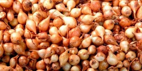 Uslovi sadnje setova luka u predgrađu